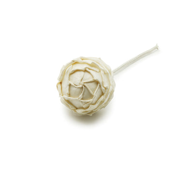 Figment Sola Flower - Ambridge Rose